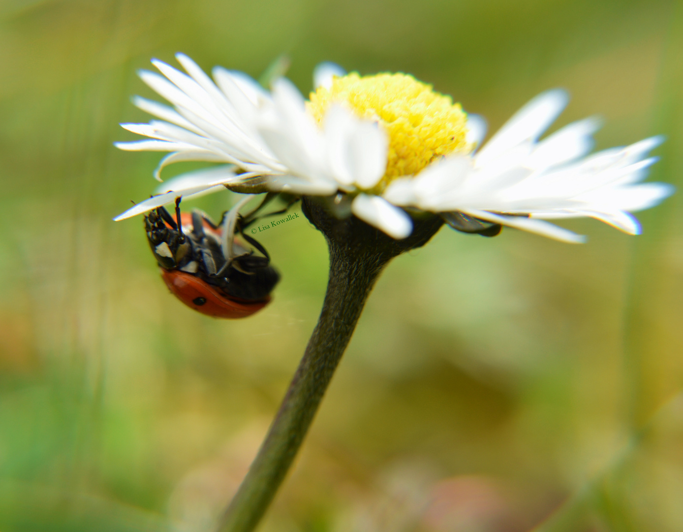 Marienkäfer und Gänseblümchen