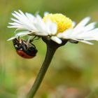 Marienkäfer und Gänseblümchen