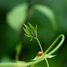 Marienkäfer und Larve