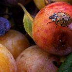 Marienkäfer( unser größter einheimischer, der Augenmarienkäfer) auf der Suche nach Läusen