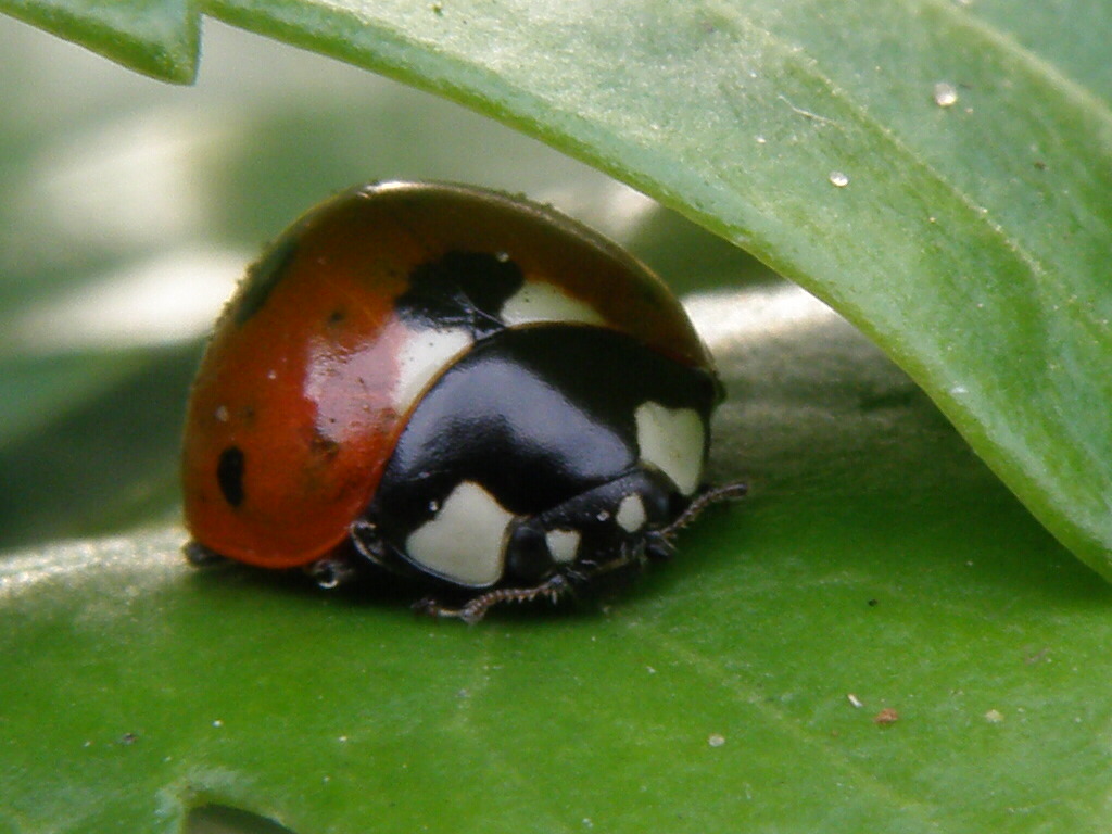 Marienkäfer unter dem Blatt