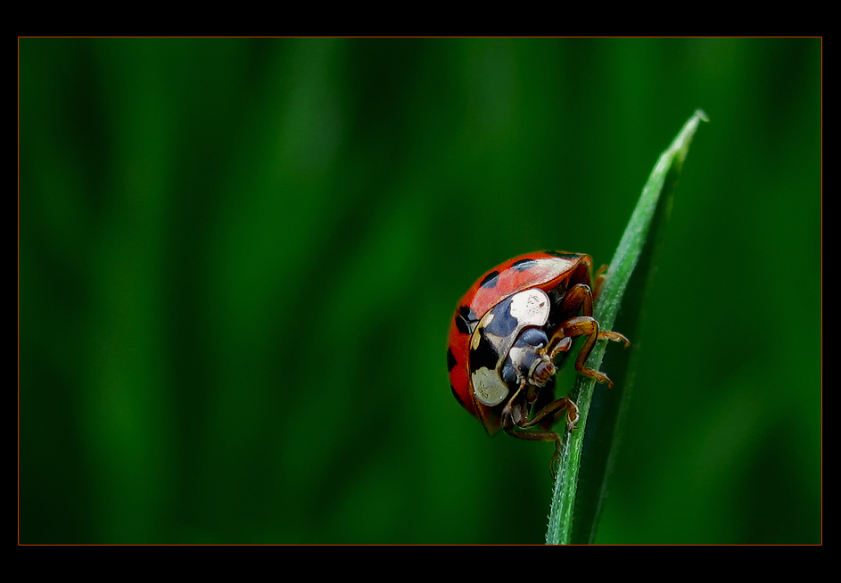 Marienkäfer von vorne :-)