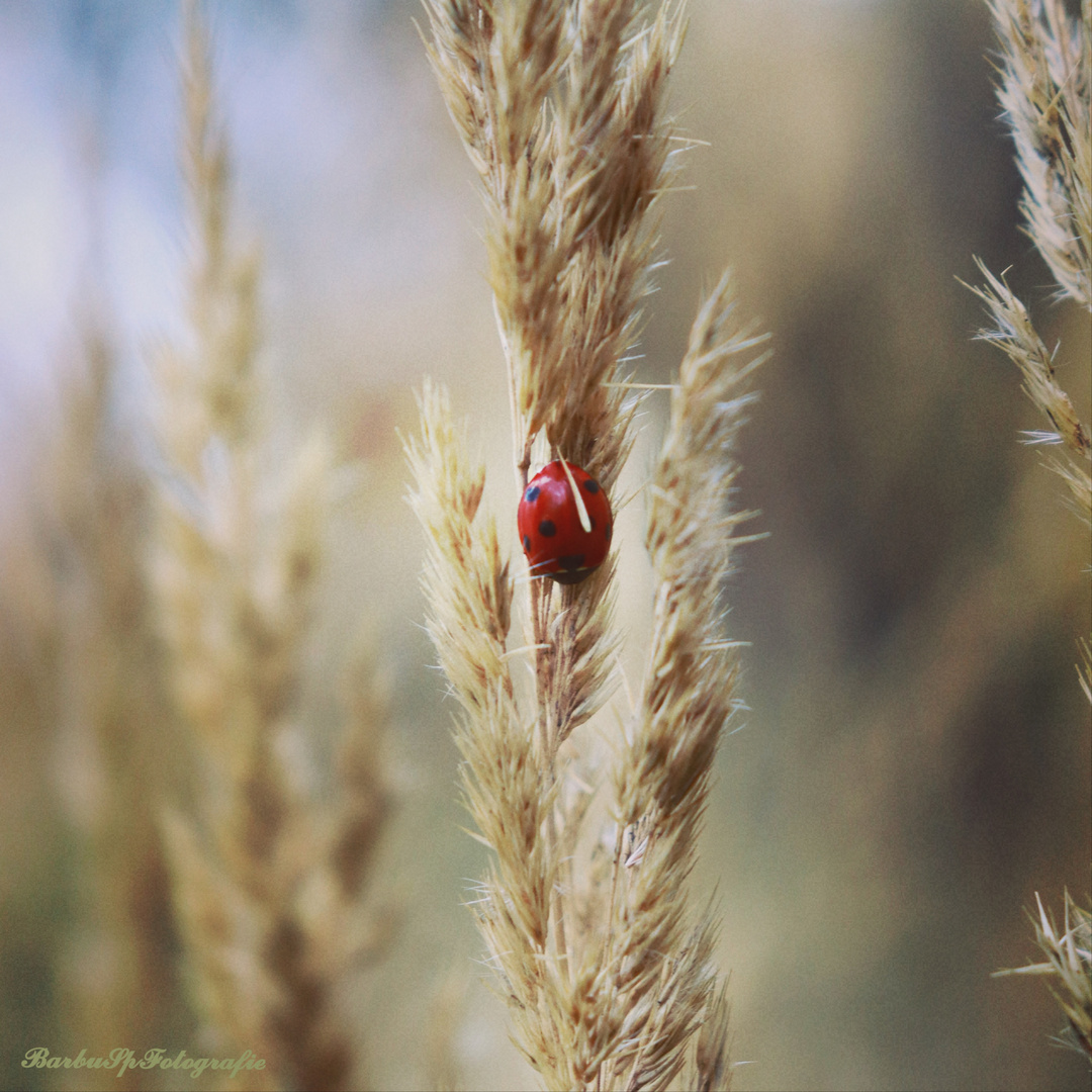 Marienkäfer vor dem Winterschlaf