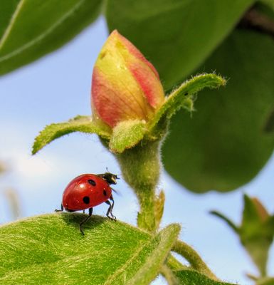 Marienkäfer  vor Quitten Knospe 