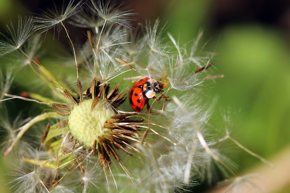 Marienkäfer vs. Pusteblume         