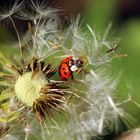 Marienkäfer vs. Pusteblume         