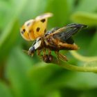 Marienkäfer wollte gerade losfliegen