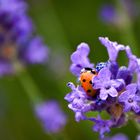 Marienkäfer zu Besuch