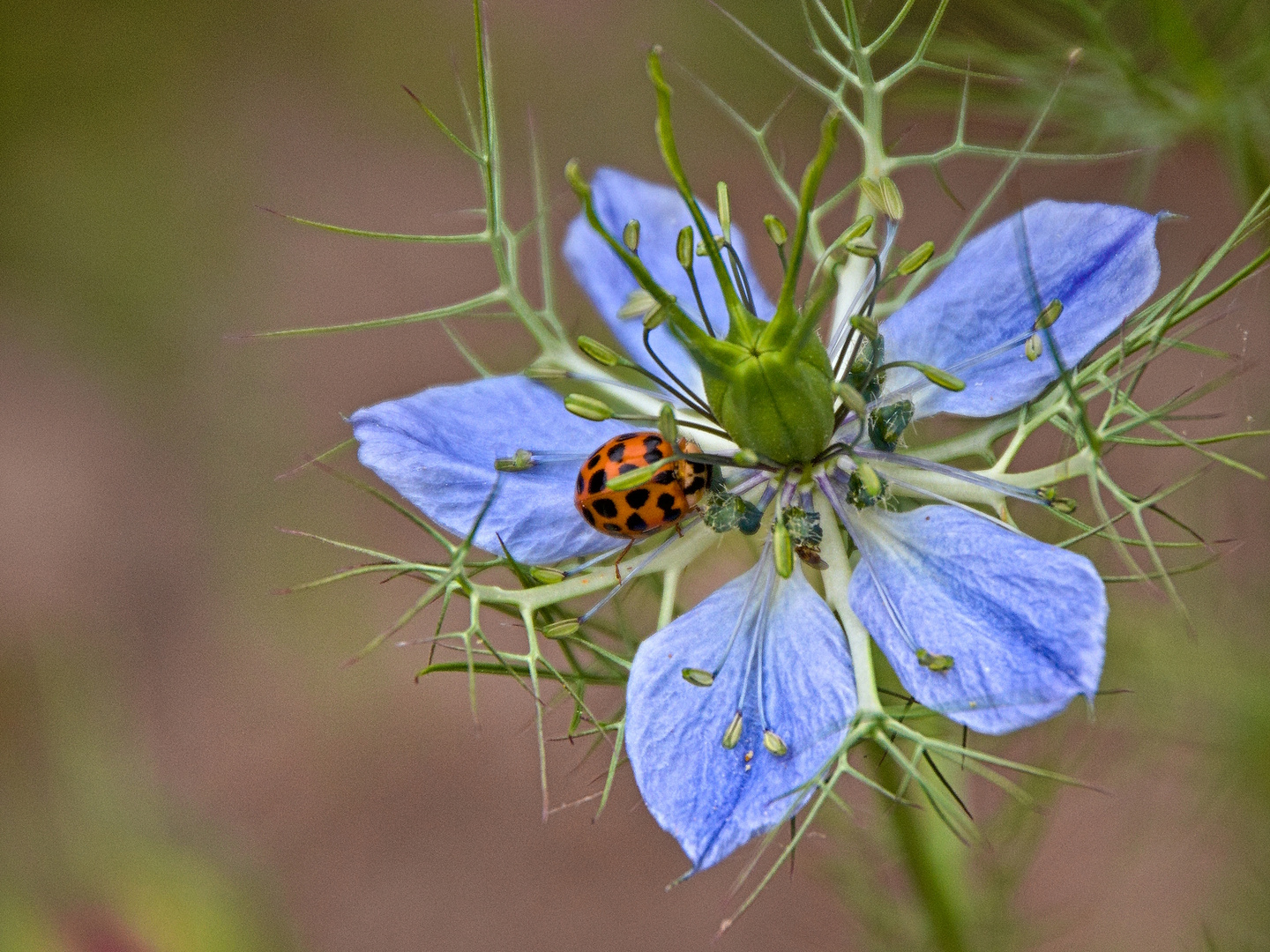 Marienkäfer zu Besuch