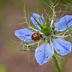 Marienkäfer zu Besuch