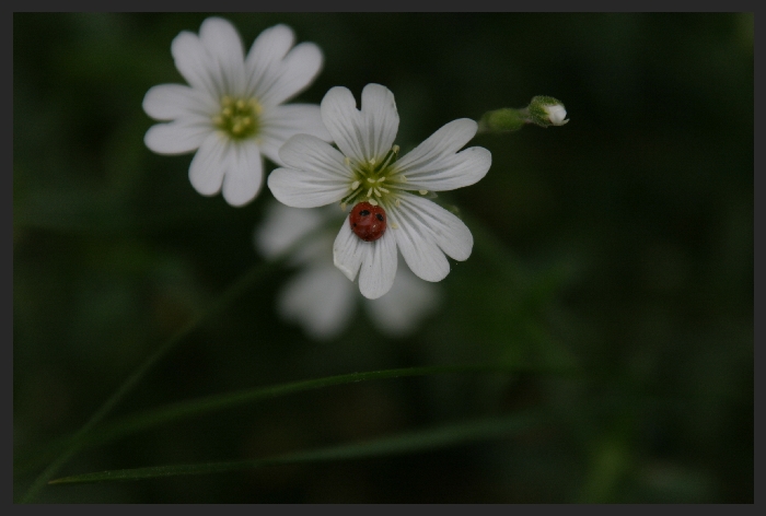 Marienkäfer_001