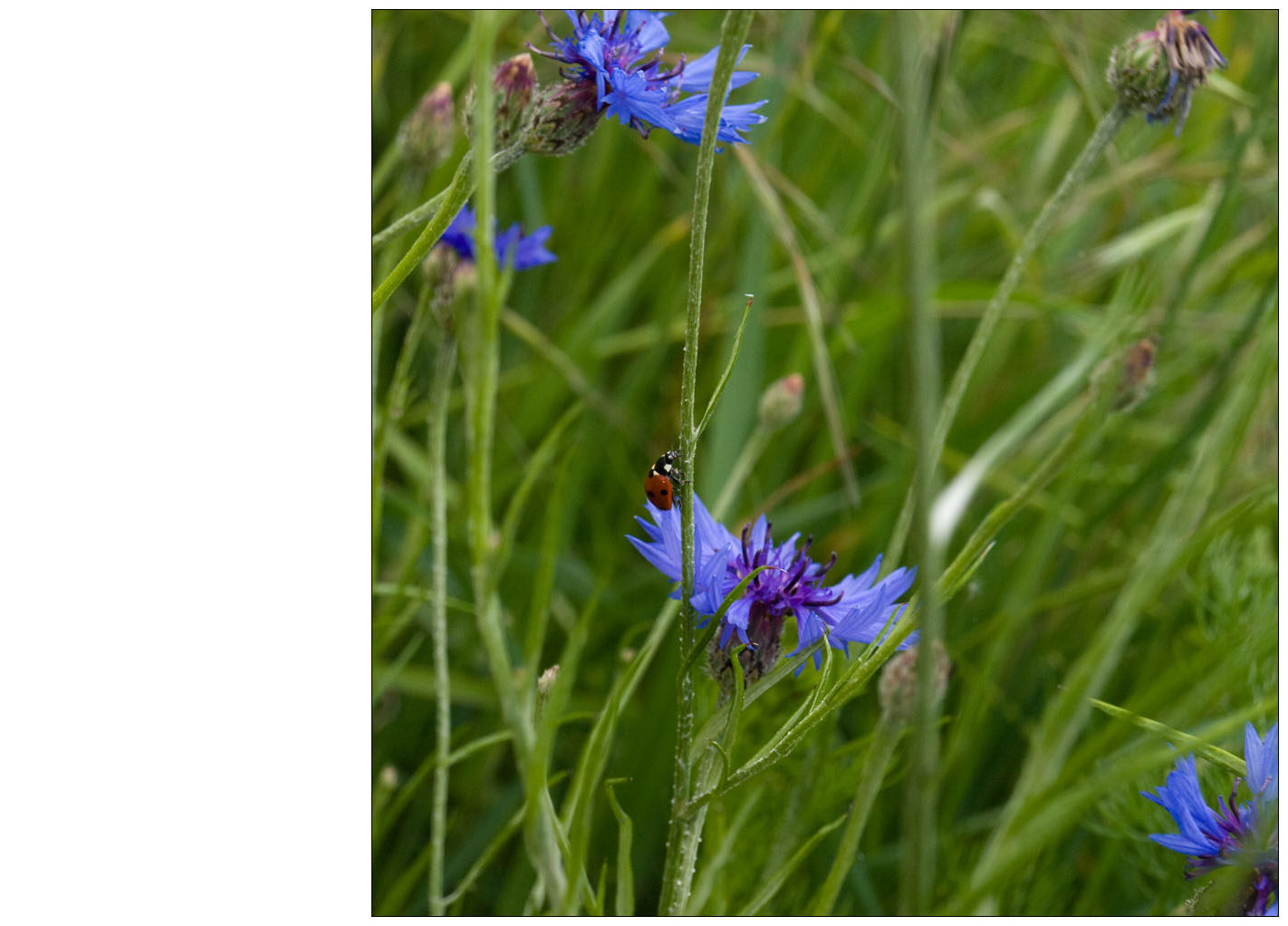 marienkäferankornblume