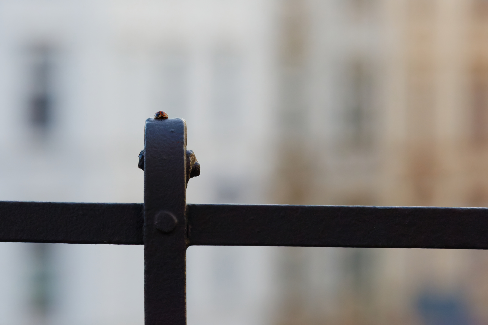 Marienkäferbesuch auf dem Balkon