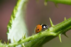 Marienkäferchen :-)