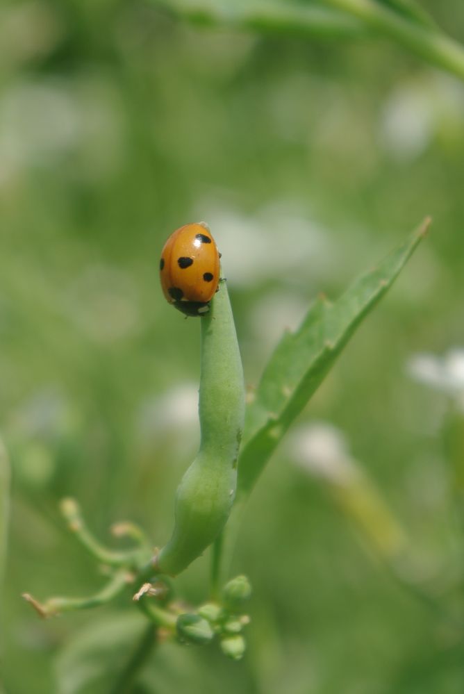 Marienkäferchen auf dem absteigenden "Ast"