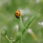 Marienkäferchen auf dem absteigenden "Ast"