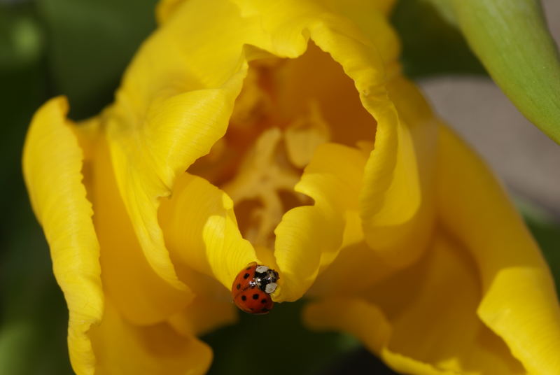 Marienkäferchen auf gelber Tulpe