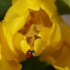 Marienkäferchen auf gelber Tulpe