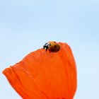 Marienkäferchen auf Mohn