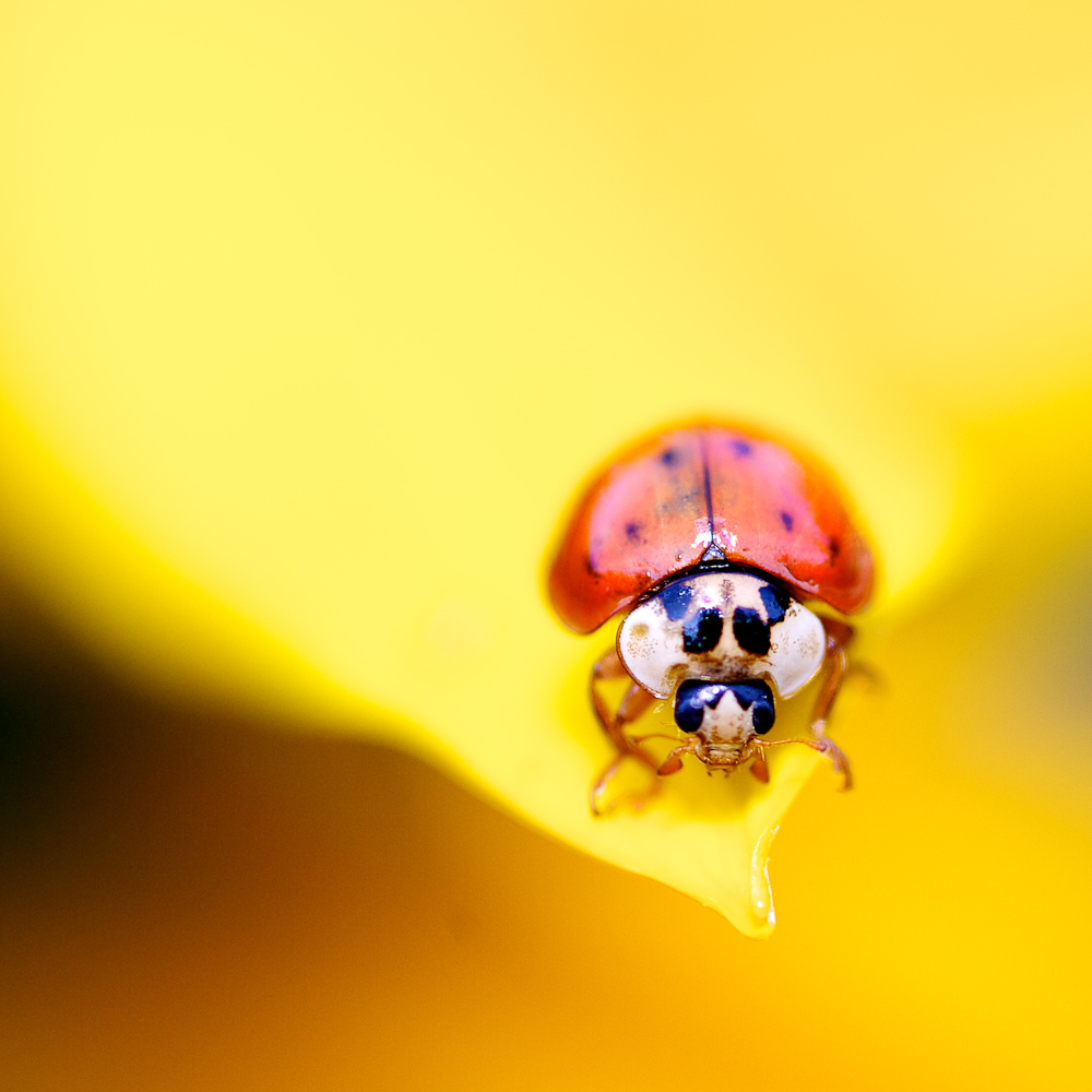 Marienkäferchen auf unserer Sonnenblume