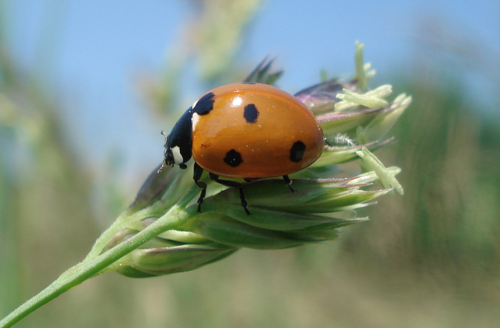 Marienkäferchen