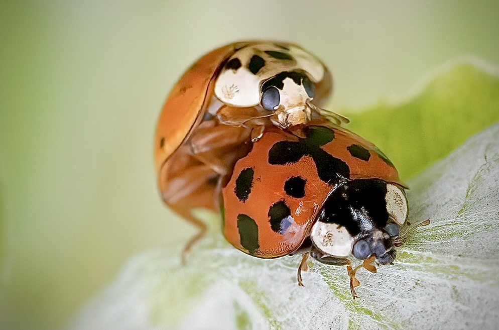 Marienkäferchen im Glück