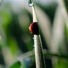 Marienkäfer.....Frühling