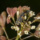 Marienkäferlarve 
