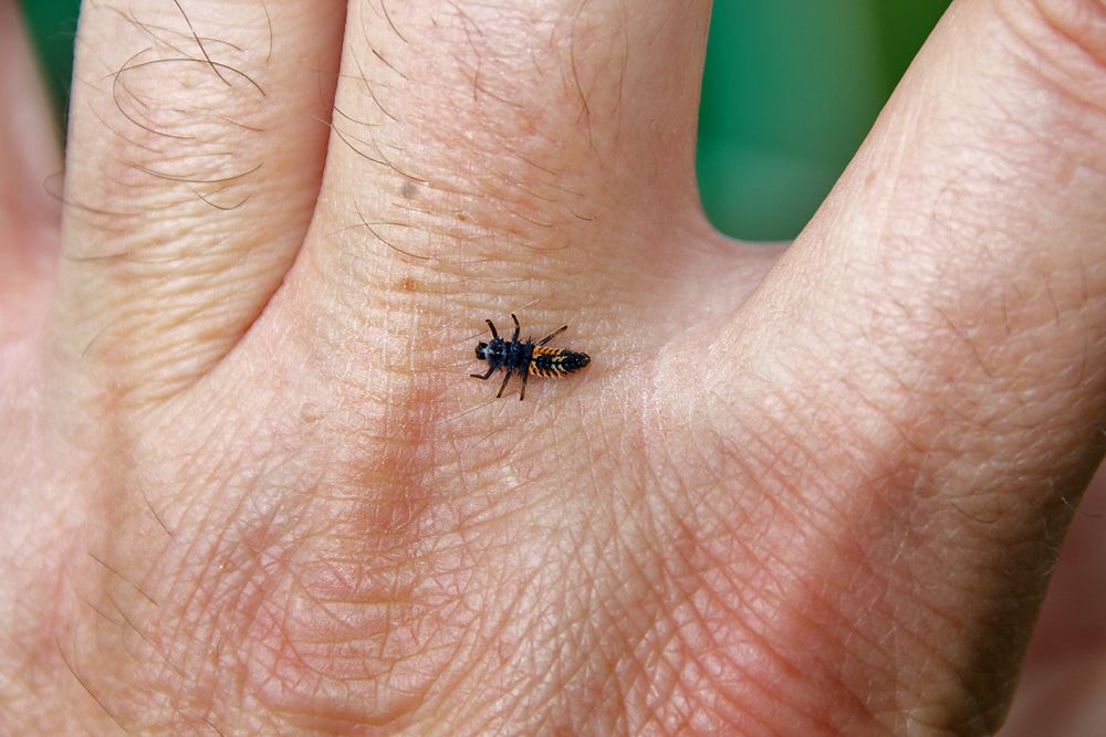 Marienkäferlarve auf meiner Hand
