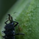 Marienkäferlarve beim verspeisen einer Laus