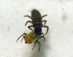 Marienkäferlarven - sie sind nun wenige Stunden alt und sehr hungrig