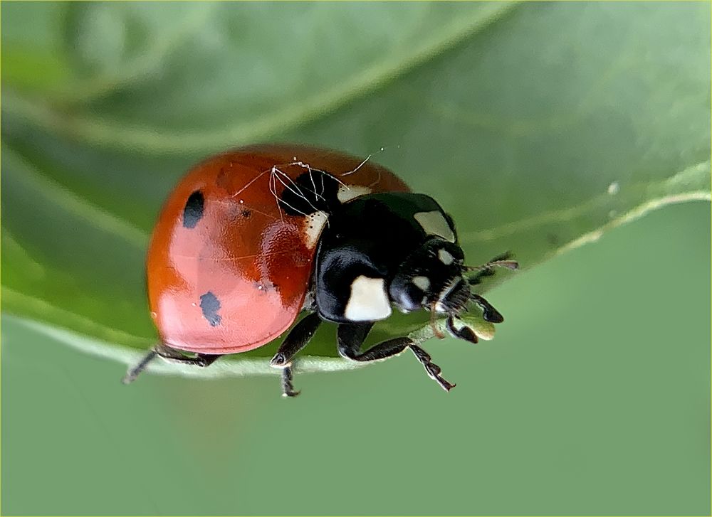 Marienkäfermakro