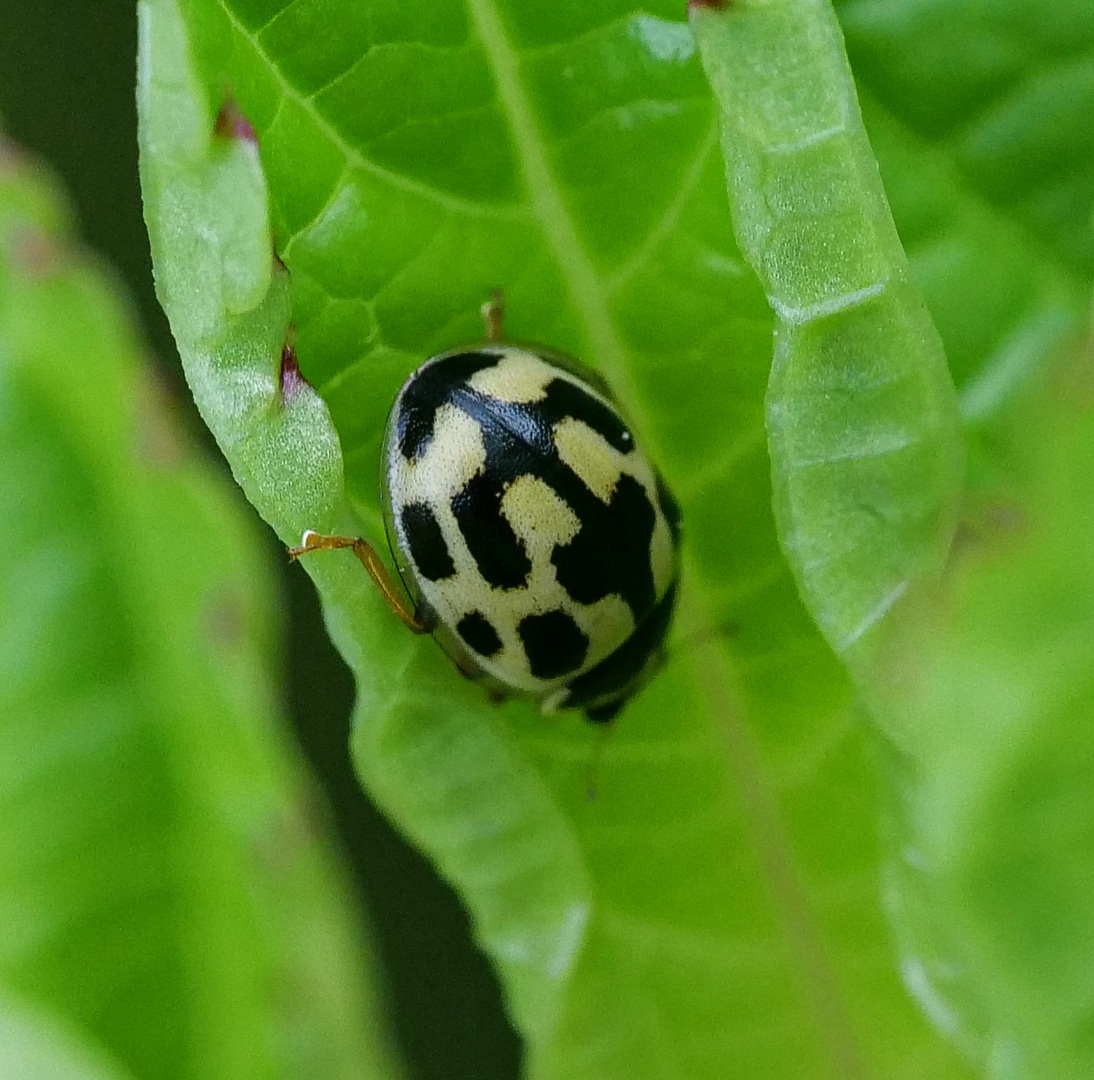 Marienkäfer_Propylea quatuordecimpunctata