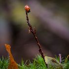 Marienka?fer nach dem Regen