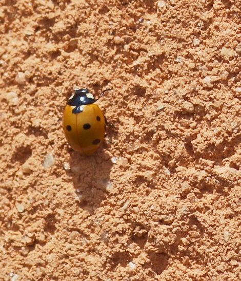 marienkaffer auf der mauer