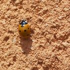 marienkaffer auf der mauer