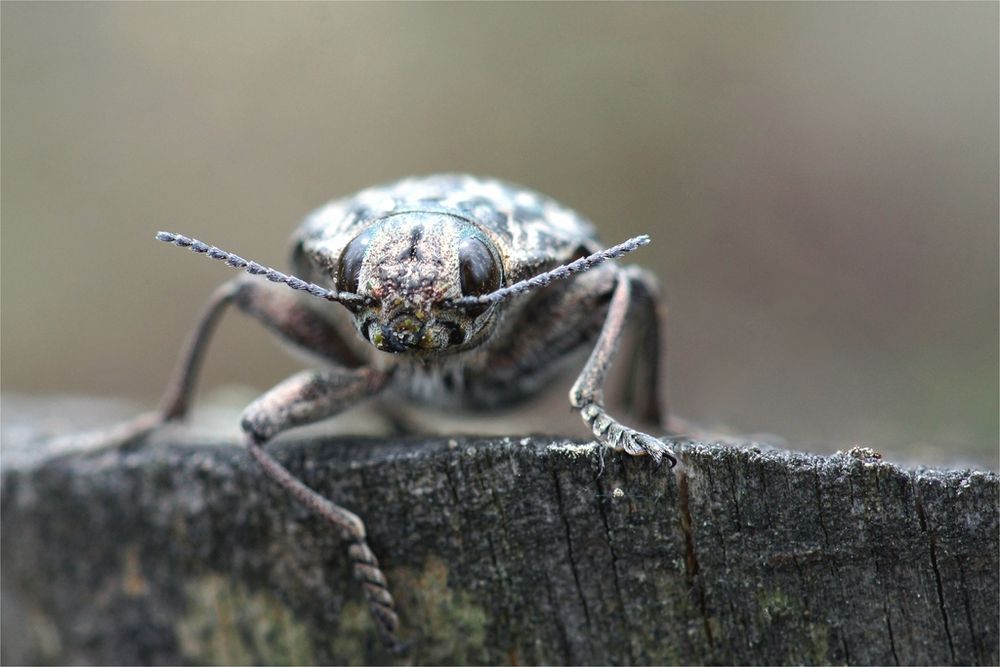 Marienprachtkäfer von vorne