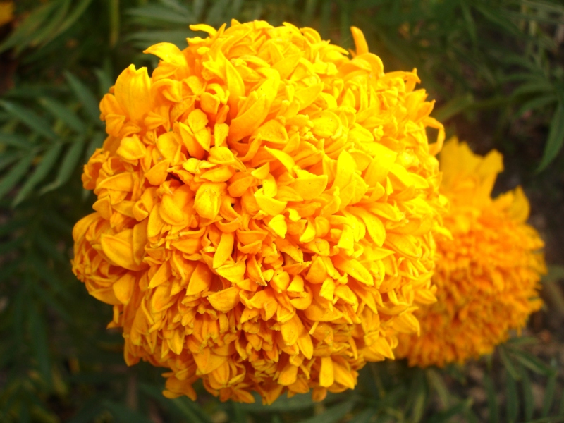 Marigold