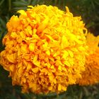 Marigold