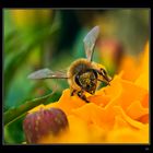 Marigold and a bee