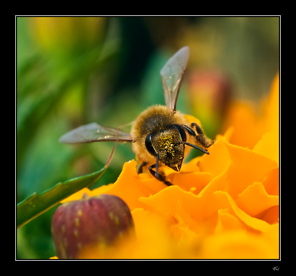 Marigold and a bee