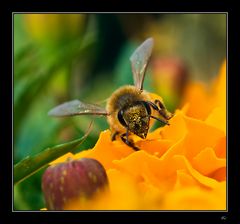 Marigold and a bee