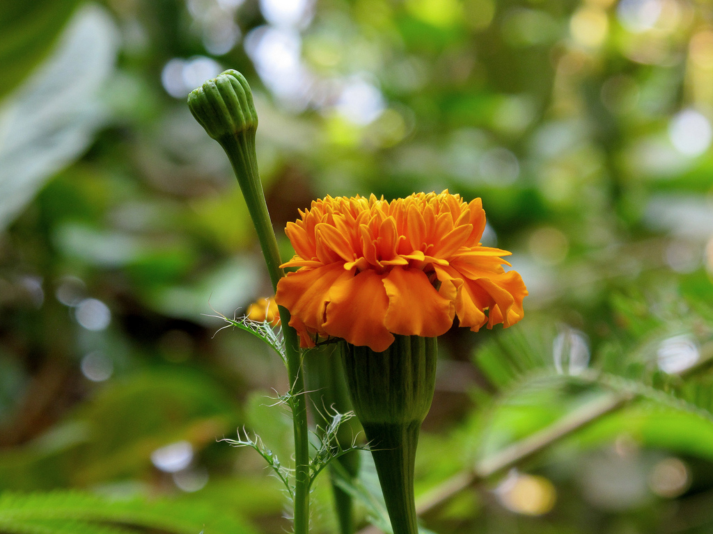 marigold