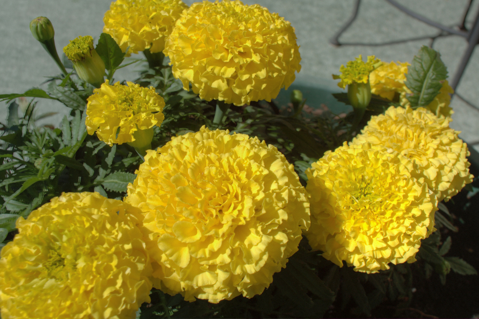 Marigolds