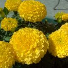 Marigolds