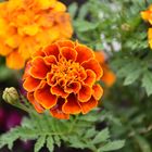 Marigolds