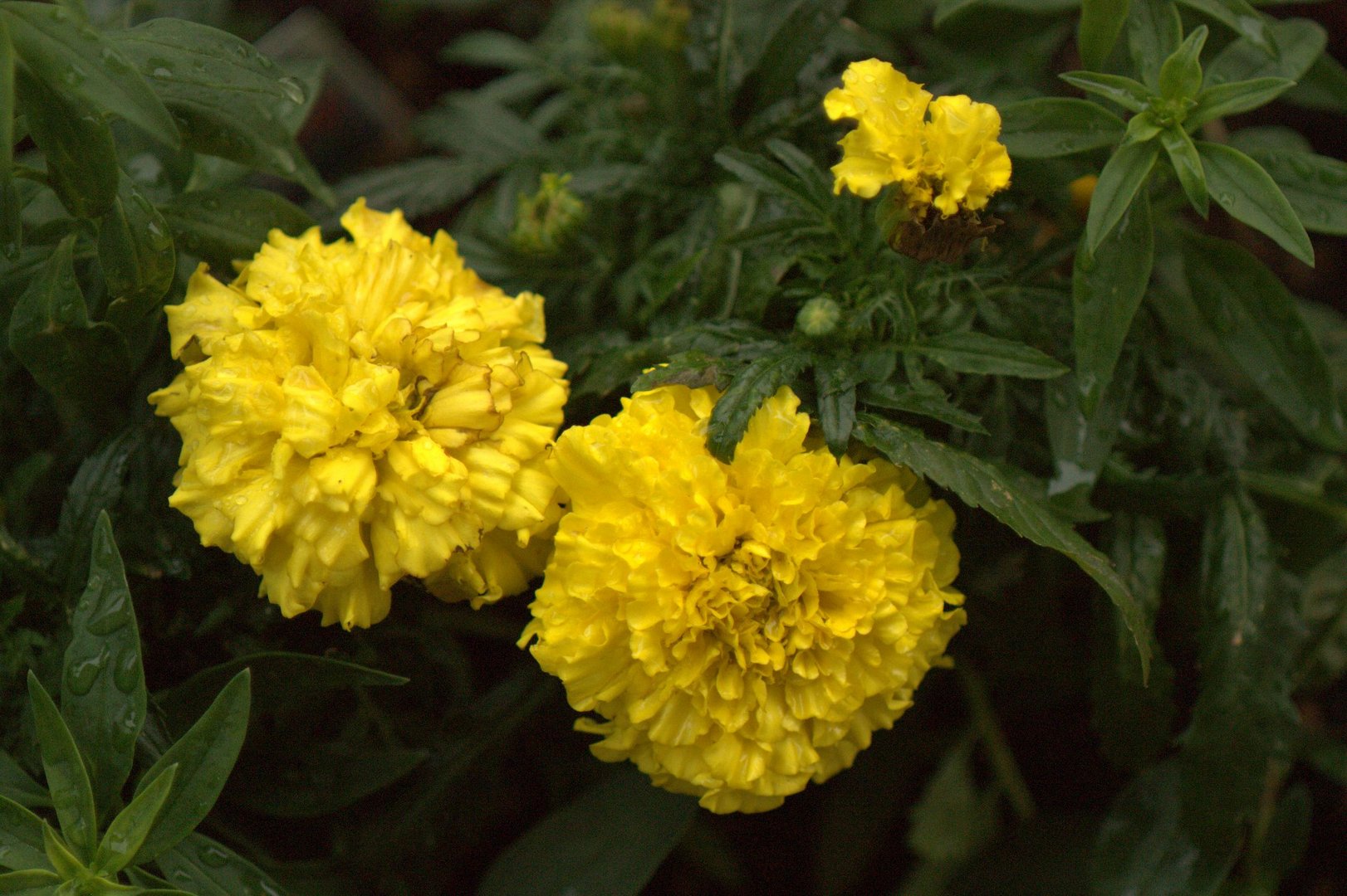 Marigolds