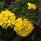 Marigolds