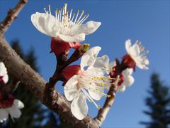 Marillen- bzw. Aprikosenblüte