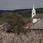 . . Marillen in Blüte . .